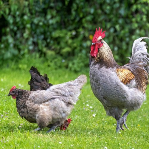 cockerel-shutterstock_2483290607_optimized