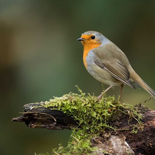 robin-shutterstock_1867493194_optimized robin-shutterstock_1867493194_optimized